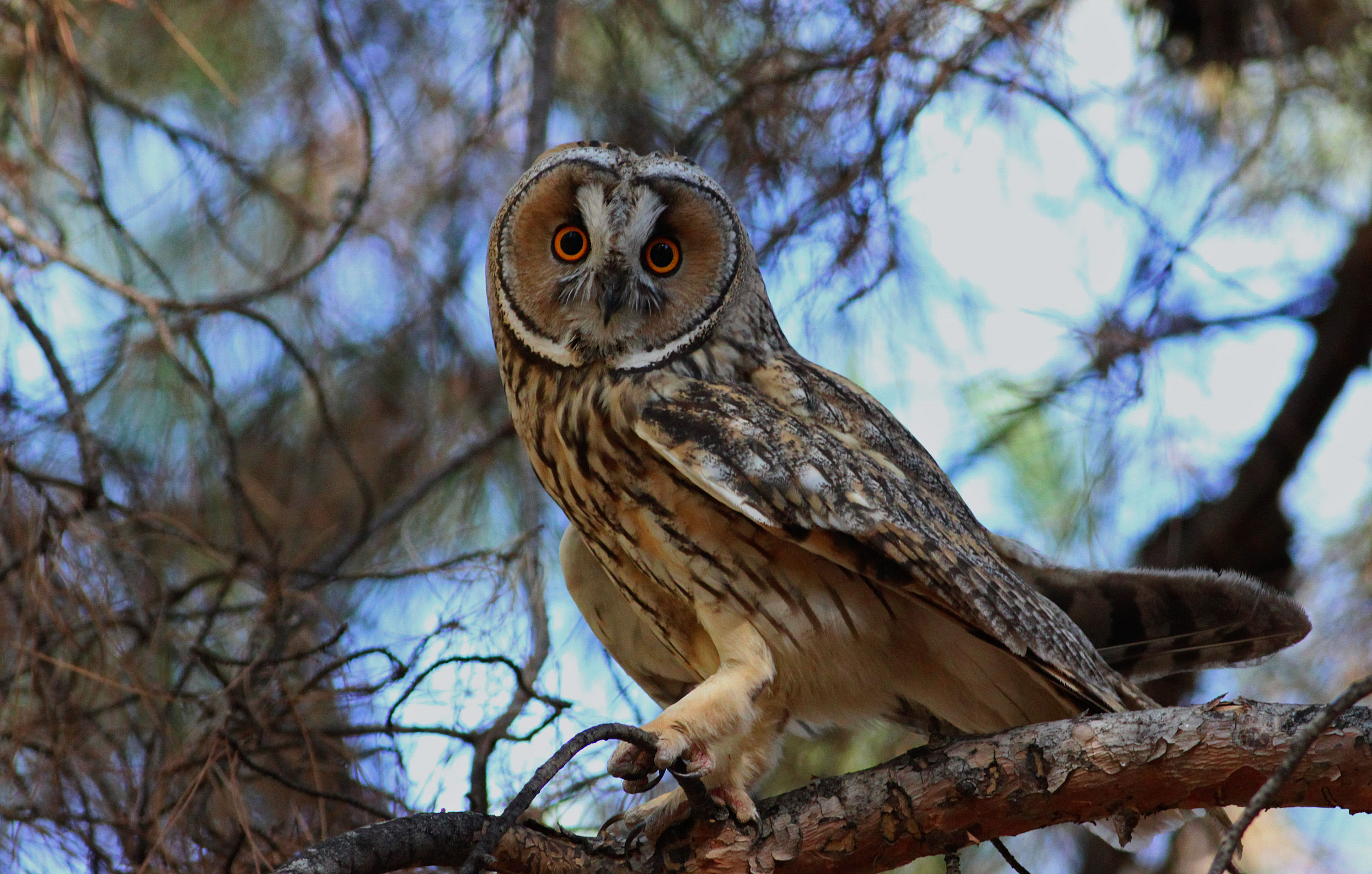 Long-eared Owl